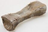 Triassic, Theropod Dinosaur (Coelophysis) Vertebra - Arizona #198234-1